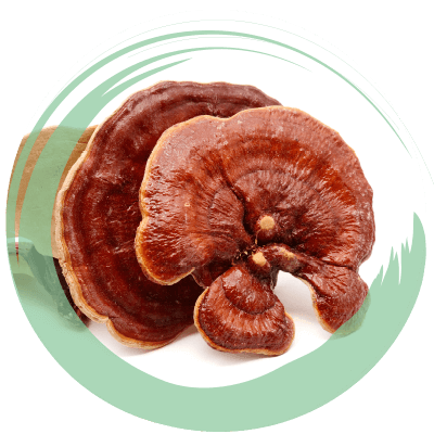 Estratti di Reishi